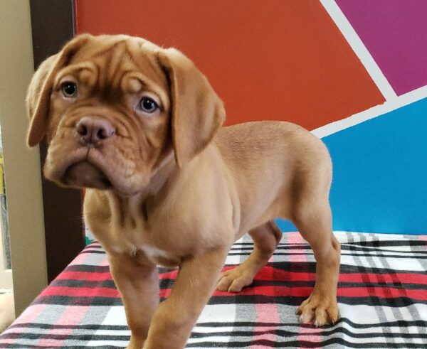 Dogue De Bordeaux-DOG-Female-Red-356-Petland Fort Walton Beach, FL