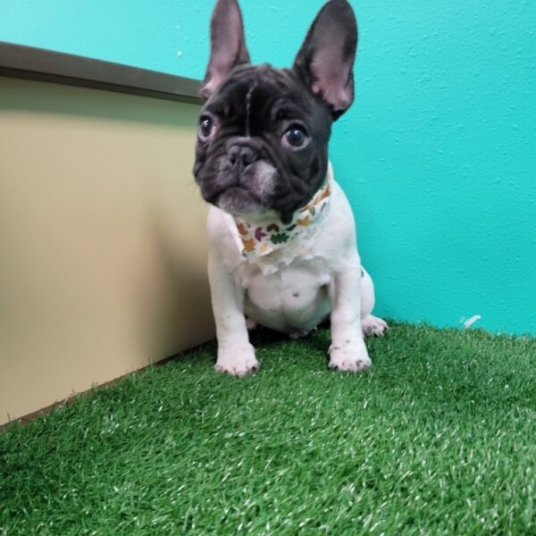 French Bulldog-DOG-Male-Brindle Pied-1930-Petland Fort Walton Beach, FL