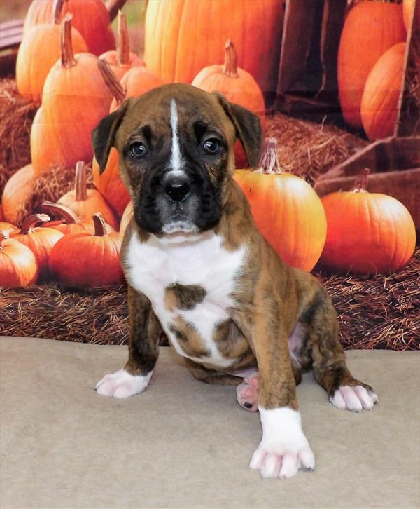 Boxer-DOG-Male-Brindle / White-2257-Petland Fort Walton Beach, FL