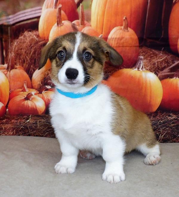 Pembroke Welsh Corgi DOG Male Sable / White 2259 Petland Fort Walton Beach, FL