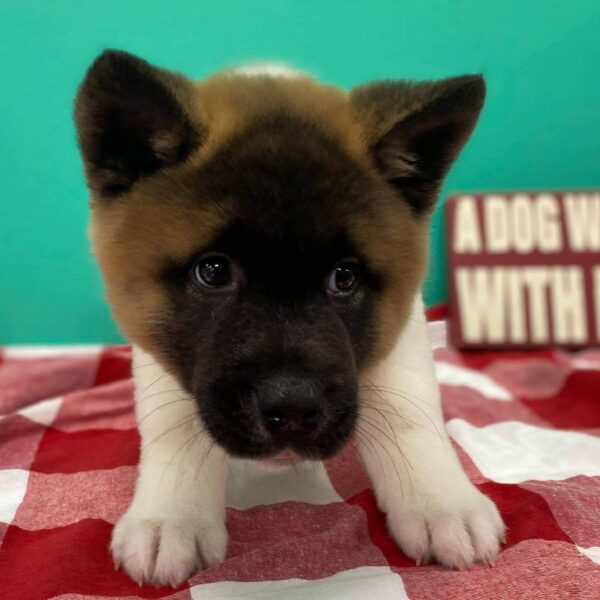 Akita DOG Male Brown / White 487 Petland Fort Walton Beach, FL