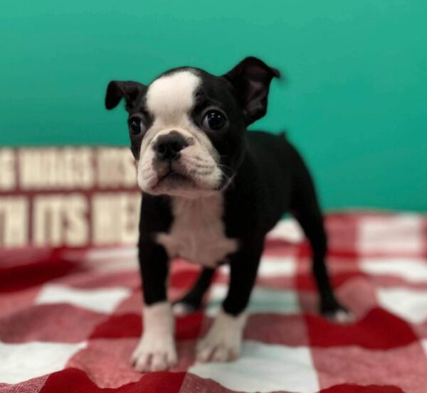 Boston Terrier DOG Female Black / White 475 Petland Fort Walton Beach, FL