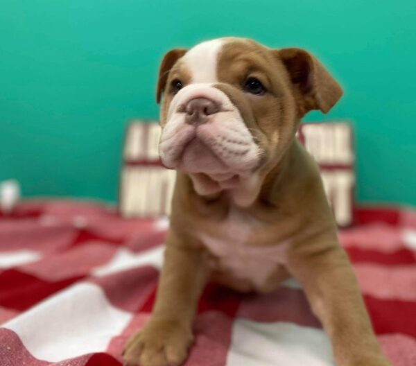 English Bulldog DOG Female Lilac Fawn 521 Petland Fort Walton Beach, FL