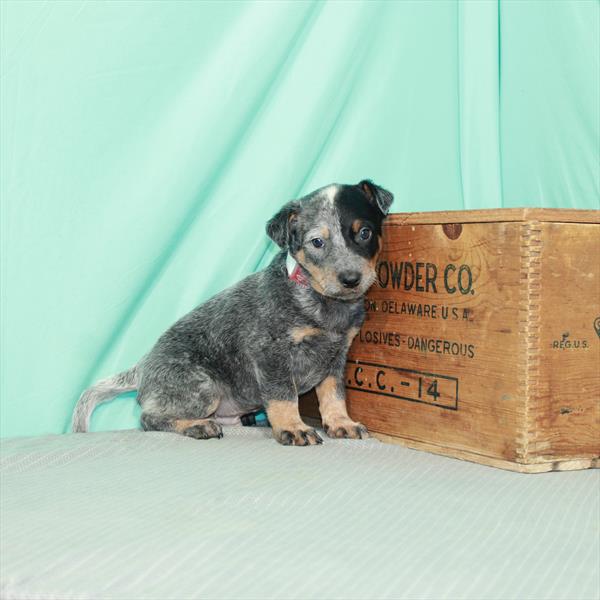 Australian Cattle Dog-DOG-Male-Blue-2295-Petland Fort Walton Beach, FL