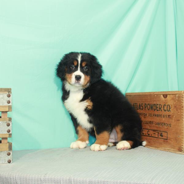 Bernese Mountain Dog-DOG-Male-Black / Tan-2296-Petland Fort Walton Beach, FL