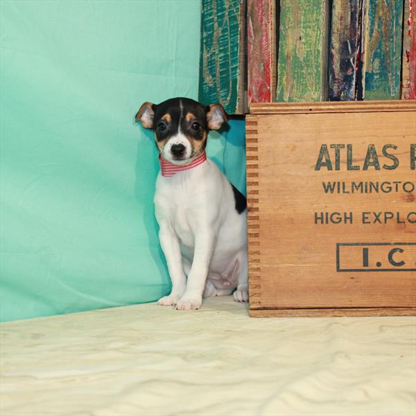 Jack Russell Terrier-DOG-Female-White / Black-529-Petland Fort Walton Beach, FL