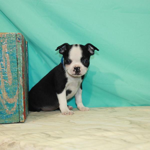 Boston Terrier DOG Male Black / White 531 Petland Fort Walton Beach, FL