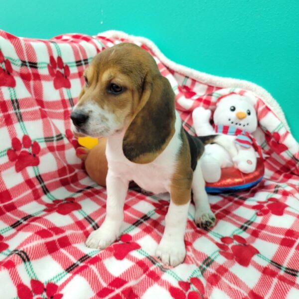 Beagle DOG Female Tri 2322 Petland Fort Walton Beach, FL