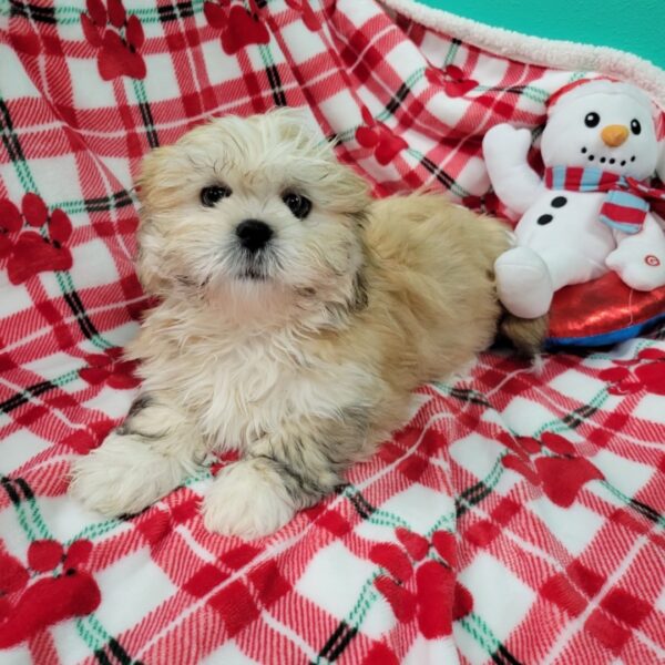 Lhasa Apso DOG Female golden/White 2320 Petland Fort Walton Beach, FL