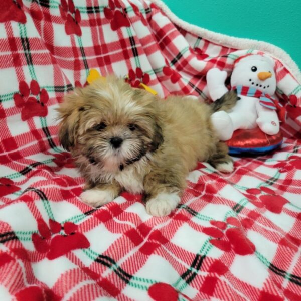 Lhasa Apso DOG Female Golden/White 2318 Petland Fort Walton Beach, FL