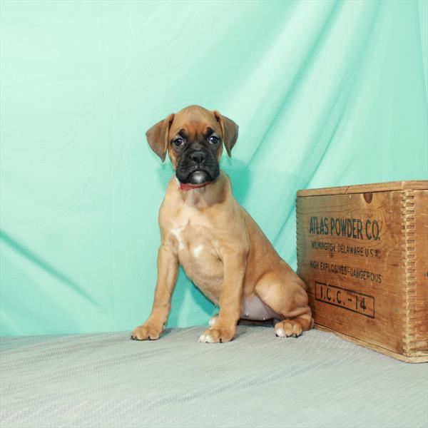 Boxer-DOG-Female-Fawn-2361-Petland Fort Walton Beach, FL