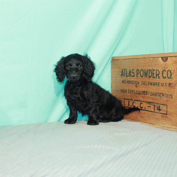 Dachshund DOG Female Black 2387 Petland Fort Walton Beach, FL