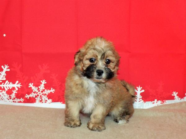 Teddy Bear DOG Male Gold 2392 Petland Fort Walton Beach, FL