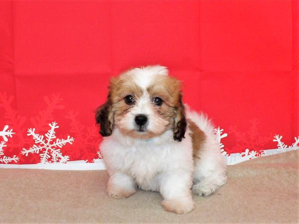 Teddy Bear DOG Female Gold / White 2393 Petland Fort Walton Beach, FL