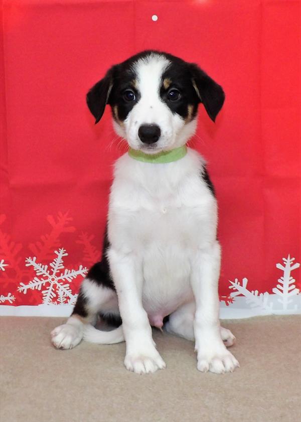 Border Collie DOG Male Black White / Tan 2394 Petland Fort Walton Beach, FL