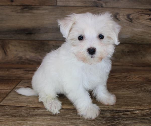 Maltese-DOG-Male-White-2395-Petland Fort Walton Beach, FL