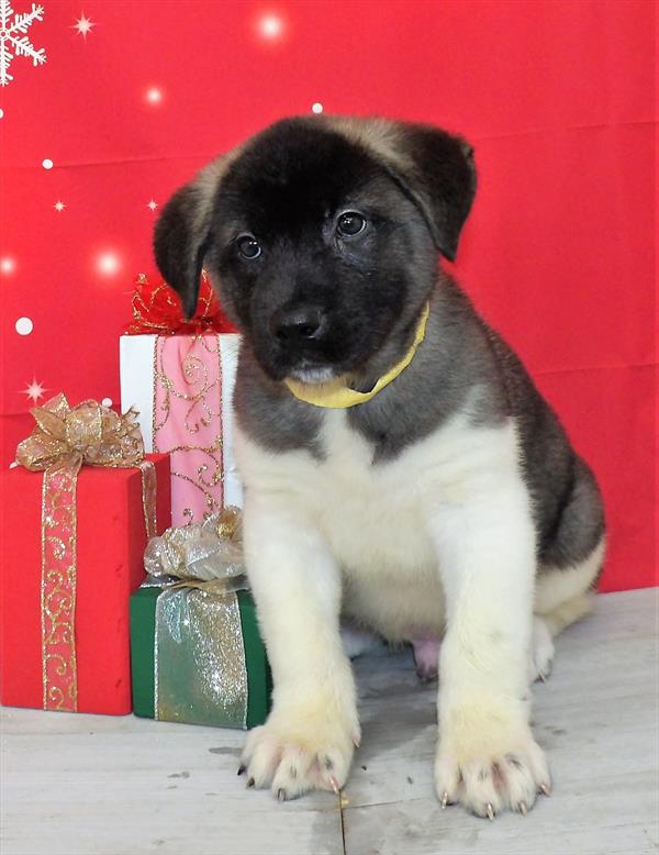 Akita-DOG-Male-Fawn, Black Overlay-2405-Petland Fort Walton Beach, FL