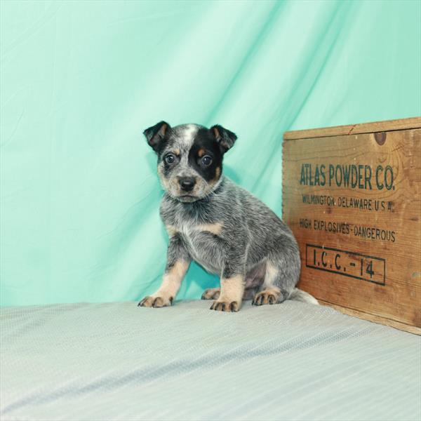 Australian Cattle Dog-DOG-Male-Blue-2408-Petland Fort Walton Beach, FL