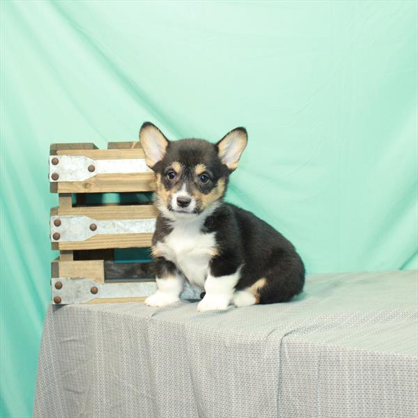 Pembroke Welsh Corgi DOG Male Black / Tan 2410 Petland Fort Walton Beach, FL