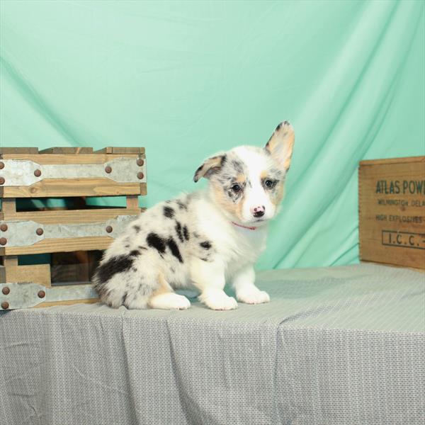 Pembroke Welsh Corgi DOG Female Blue Merle / Tan 2411 Petland Fort Walton Beach, FL