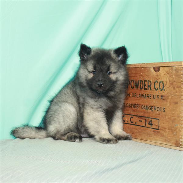 Keeshond-DOG-Male-Silver / Black-2412-Petland Fort Walton Beach, FL