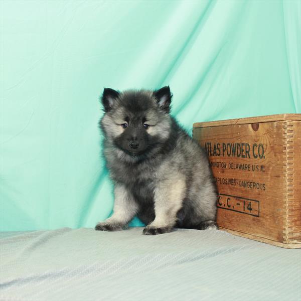 Keeshond-DOG-Female-Silver / Black-2413-Petland Fort Walton Beach, FL