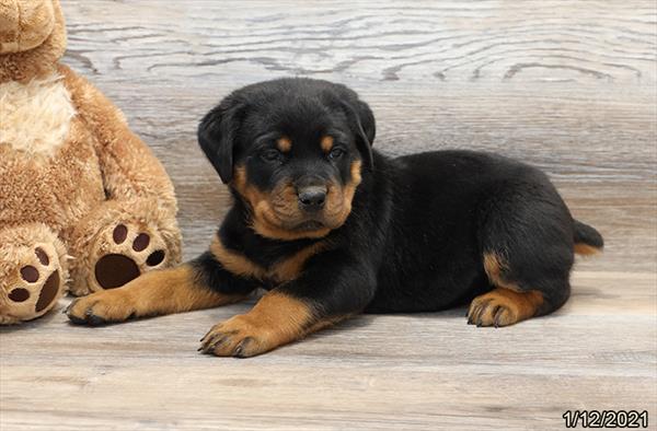 Rottweiler-DOG-Male-Black / Tan-550-Petland Fort Walton Beach, FL