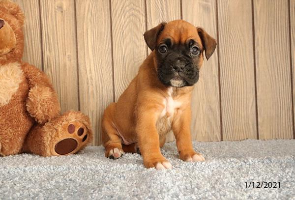 Boxer-DOG-Female-Fawn / White-551-Petland Fort Walton Beach, FL