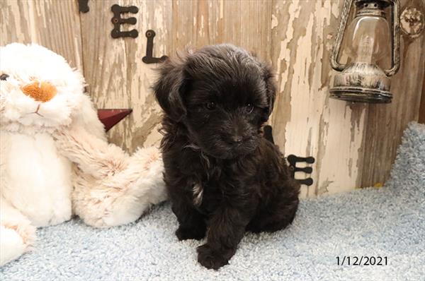 Maltipoo-DOG-Male-Black-552-Petland Fort Walton Beach, FL