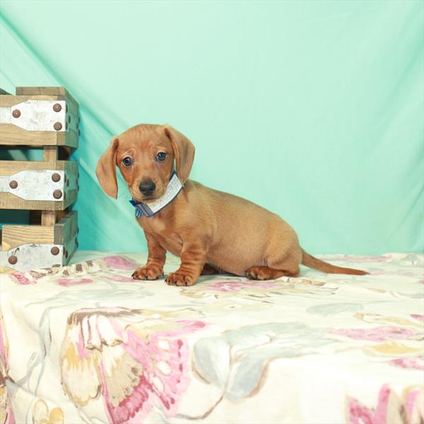 Dachshund DOG Male Red 2474 Petland Fort Walton Beach, FL