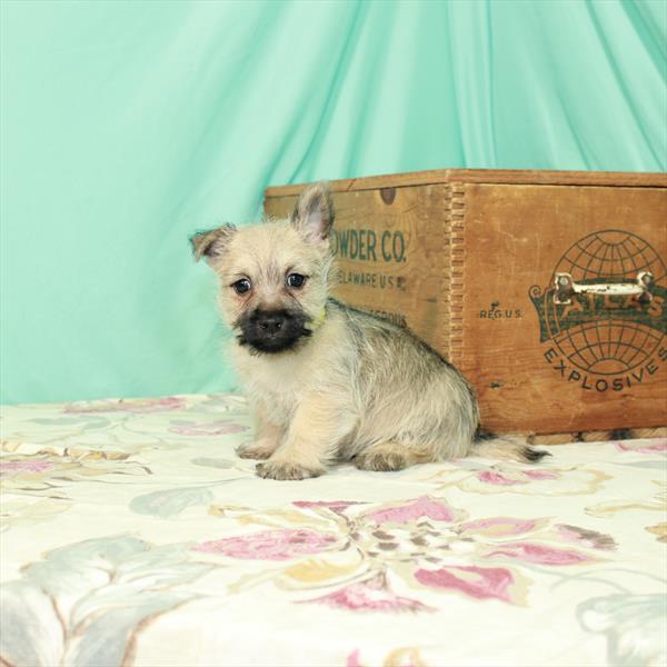 Cairn Terrier-DOG-Male-Wheaten-2478-Petland Fort Walton Beach, FL