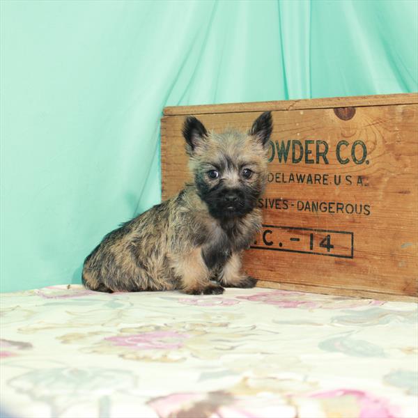 Cairn Terrier-DOG-Female-Wheaten-2479-Petland Fort Walton Beach, FL