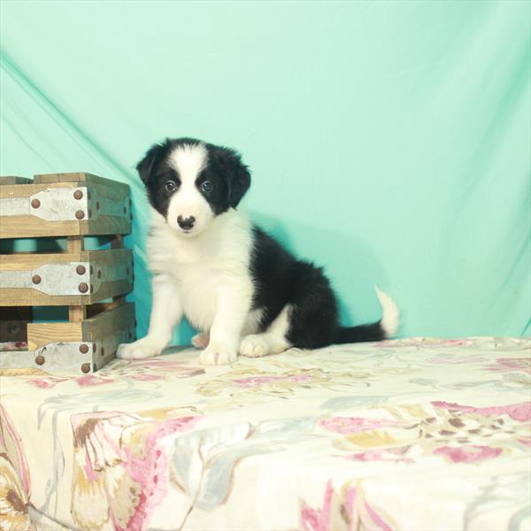 Border Collie DOG Male Black / White 2480 Petland Fort Walton Beach, FL