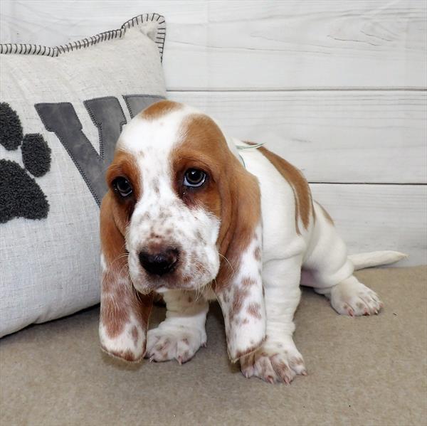 Basset Hound DOG Female Lemon / White 2529 Petland Fort Walton Beach, FL