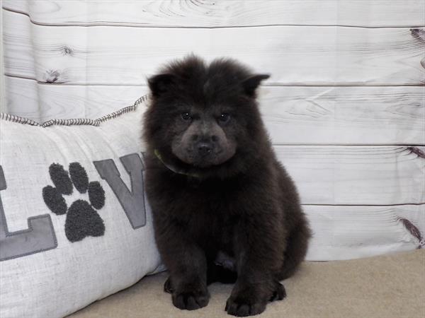 Chow Chow-DOG-Male-Blue-2531-Petland Fort Walton Beach, FL