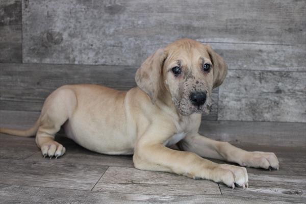 Great Dane-DOG-Female-Fawn-2575-Petland Fort Walton Beach, FL