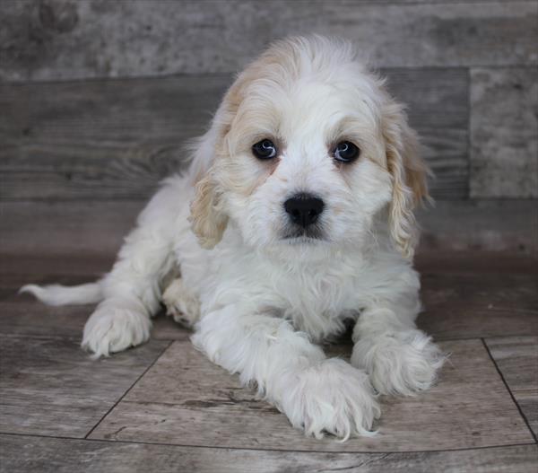 Cavachon-DOG-Female-Apricot-2576-Petland Fort Walton Beach, FL