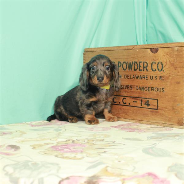 Dachshund DOG Male Black / Tan 2627 Petland Fort Walton Beach, FL