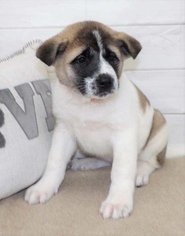 Akita-DOG-Female-Fawn / White-2630-Petland Fort Walton Beach, FL