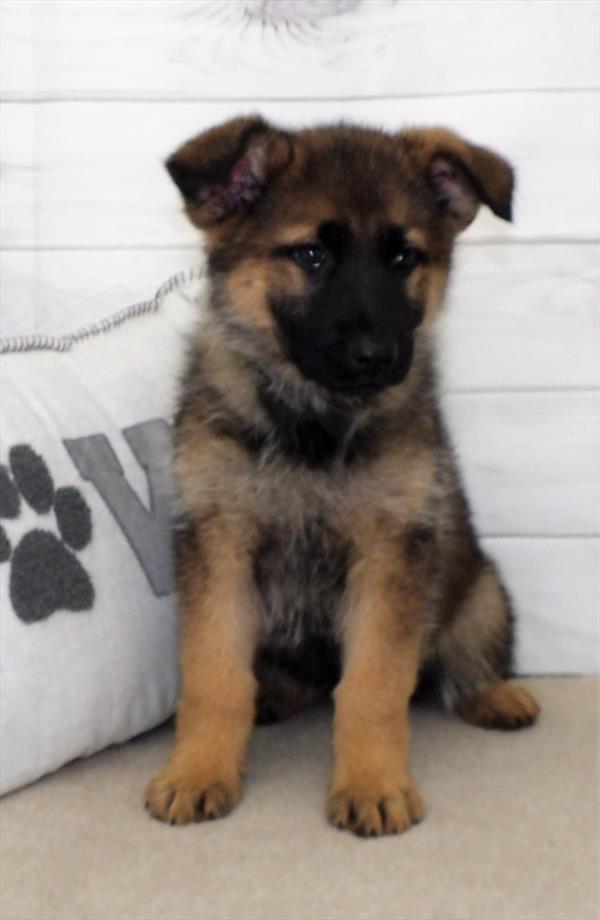 German Shepherd-DOG-Female-Sable-2634-Petland Fort Walton Beach, FL