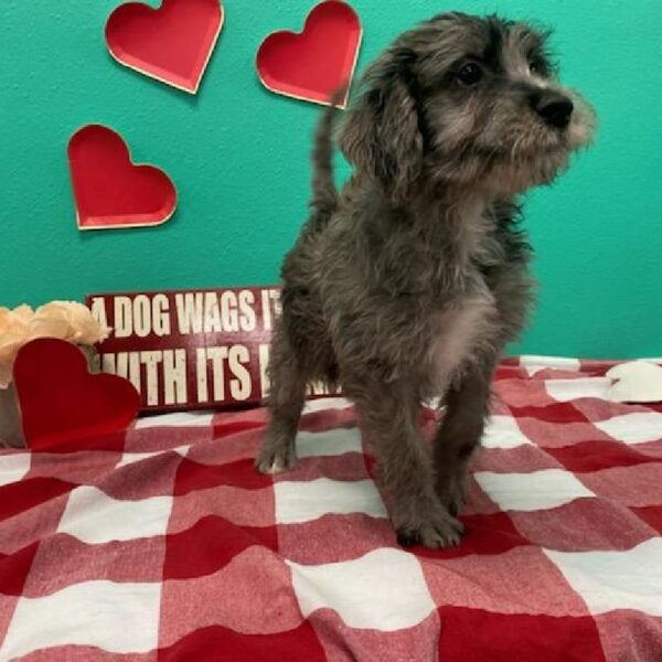 Labradoodle-DOG-Male-Black Merle-526-Petland Fort Walton Beach, FL