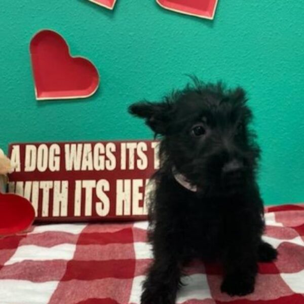 Scottish Terrier DOG Female Black 545 Petland Fort Walton Beach, FL