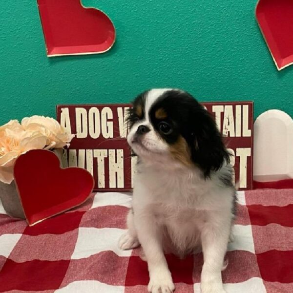 Japanese Chin-DOG-Male-Black / White-486-Petland Fort Walton Beach, FL