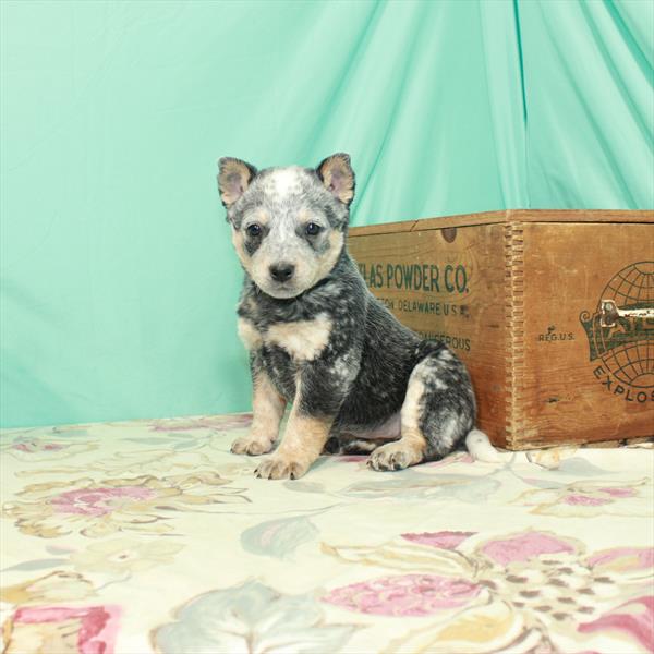 Australian Cattle Dog DOG Female Blue 2646 Petland Fort Walton Beach, FL