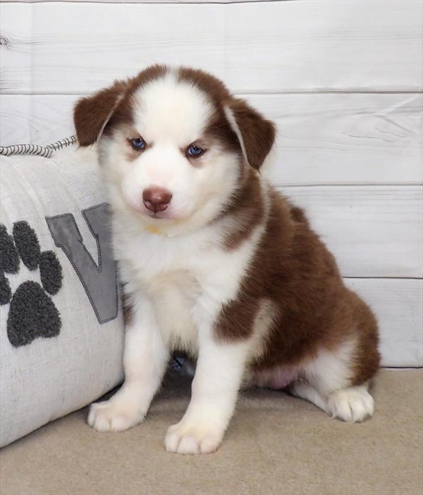 Siberian Husky-DOG-Female-Red / White-2703-Petland Fort Walton Beach, FL