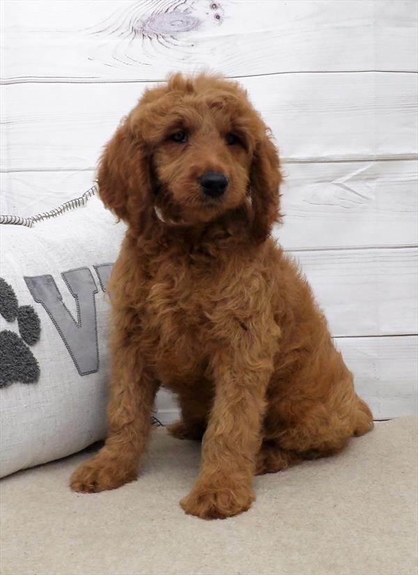 Goldendoodle-DOG-Female-Red-2704-Petland Fort Walton Beach, FL