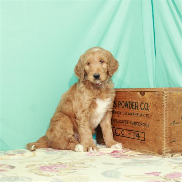 Goldendoodle-DOG-Male-Red-2751-Petland Fort Walton Beach, FL