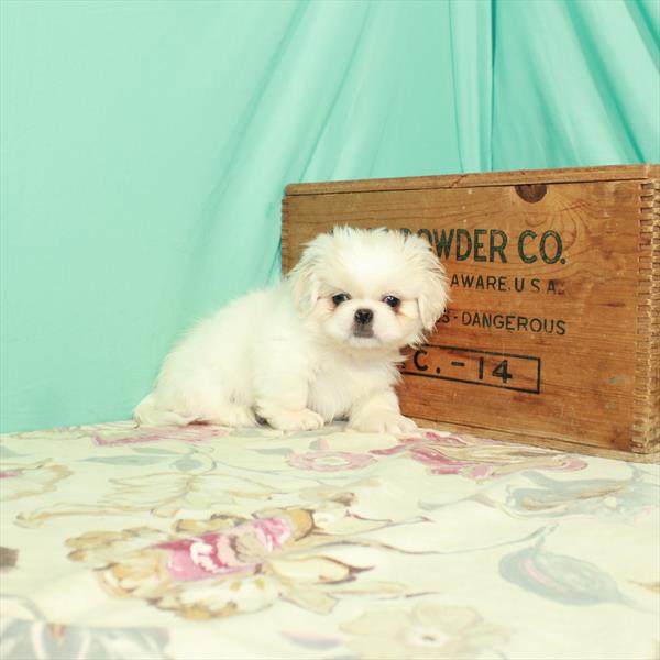 Pekingese-DOG-Male-White / Orange-2754-Petland Fort Walton Beach, FL