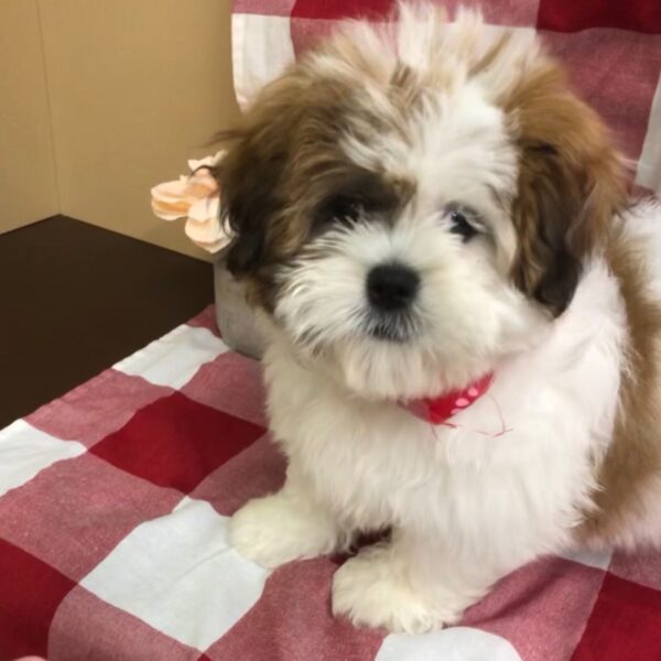 Lhasa Apso-DOG-Male-Gold/white parti-2566-Petland Fort Walton Beach, FL