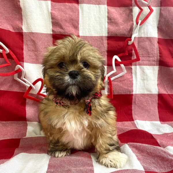 Lhasa Apso-DOG-Male-Golden-2709-Petland Fort Walton Beach, FL